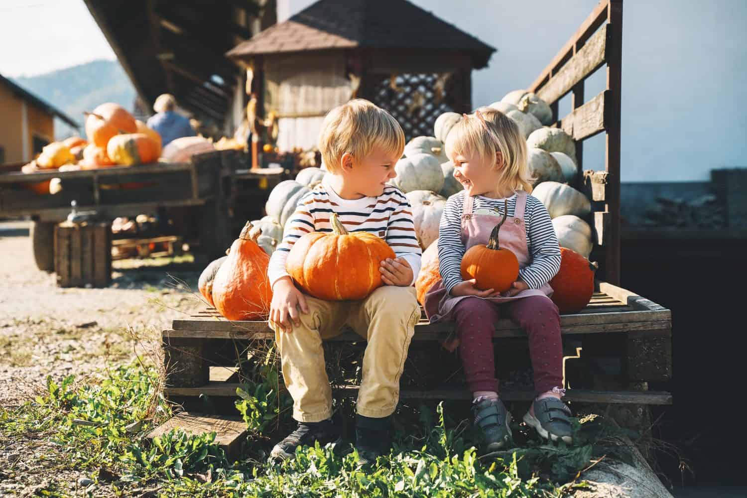 Family and kids at fall season. Preschool children sitting in pile of pumpkins at local farm market. Children picking pumpkin on Halloween or Thanksgiving holiday. Boy and girl outdoor at countryside.