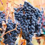 Jam Jar Sweet Shiraz/Syrah