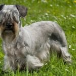 Cesky Terrier