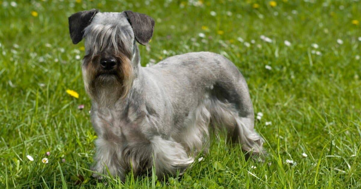 Cesky Terrier