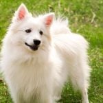 Japanese Spitz