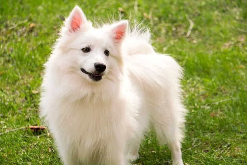 Japanese Spitz