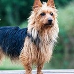 Australian Terrier