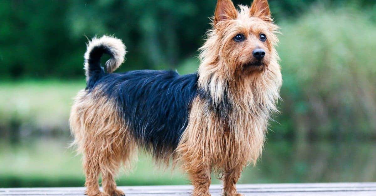 Australian Terrier