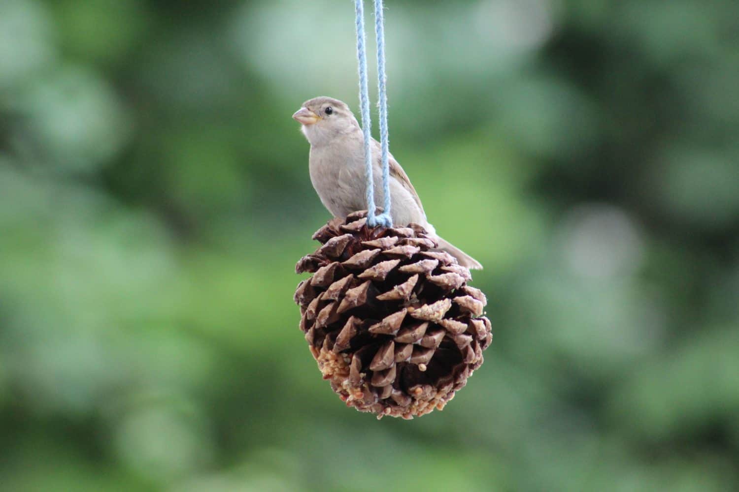Bird on feeder