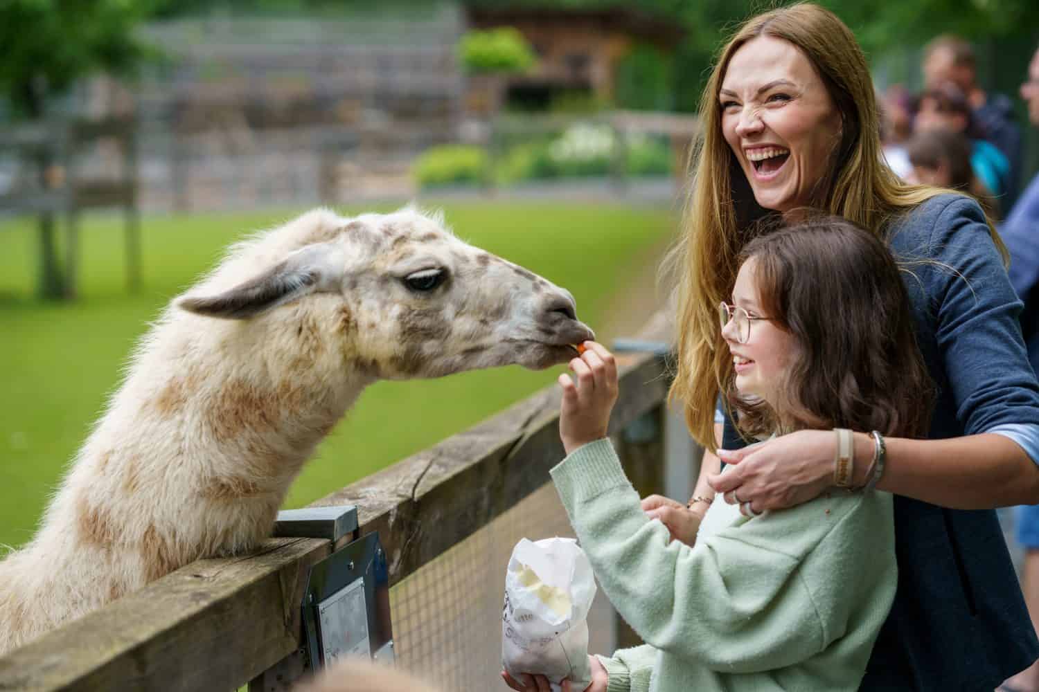 School european girl and woman feeding fluffy furry alpacas lama. Happy excited child and mother feeds guanaco in a wildlife park. Family leisure and activity for vacations or weekend