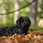 Russian Tsvetnaya Bolonka