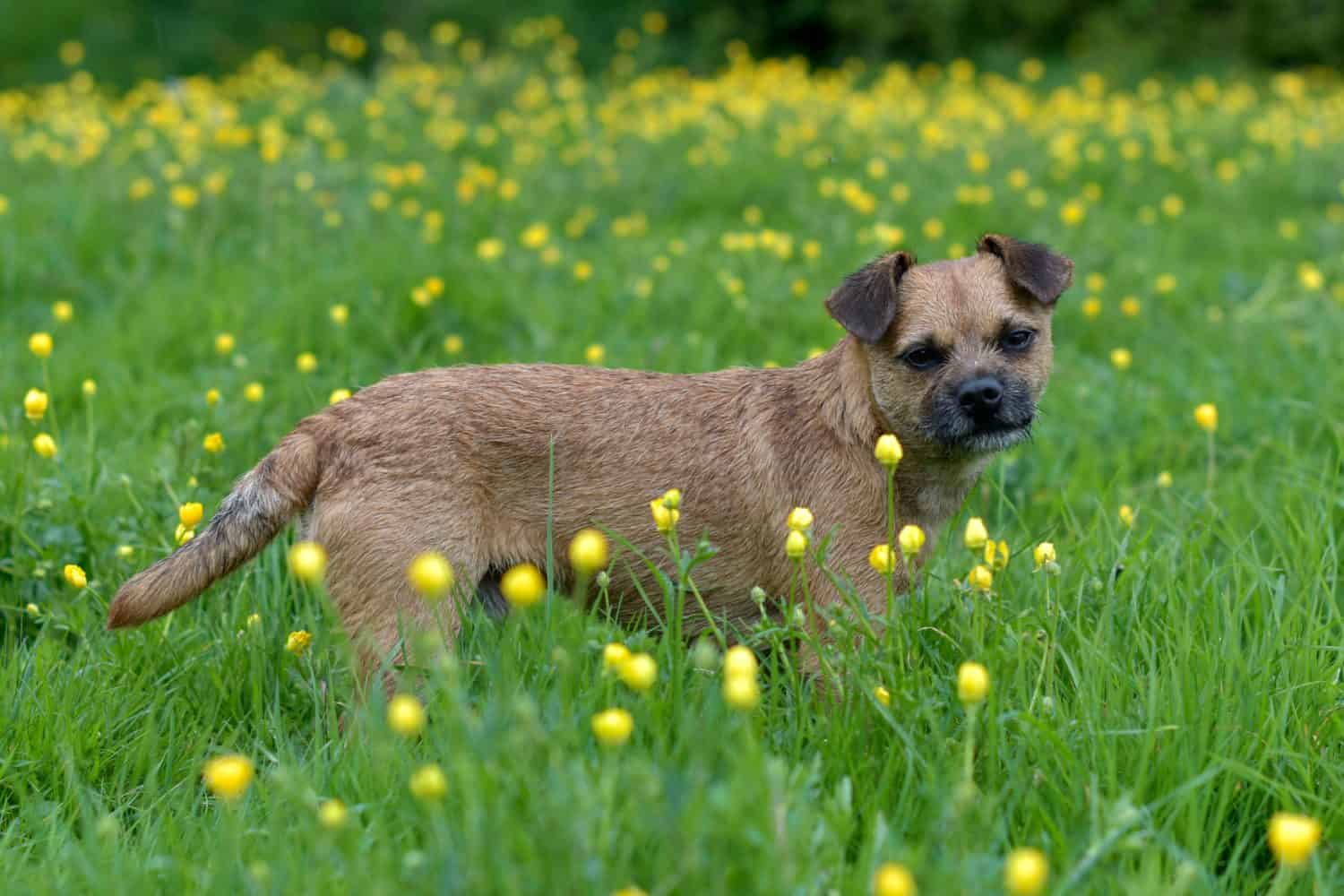 Border Terrier