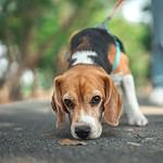 Beagle