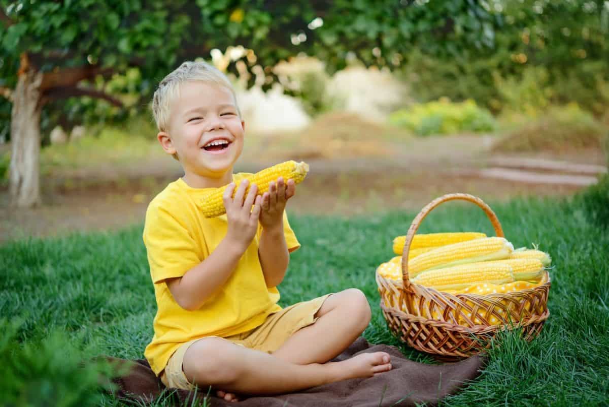 Cute boy eating sweet corn