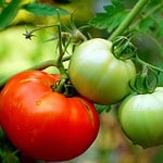 Tomatoes: A Juicy Concern