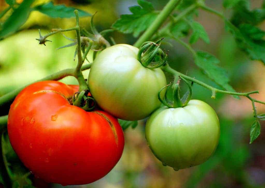 Tomatoes: A Juicy Concern