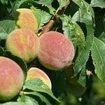Peaches: Fragile and Frequently Sprayed