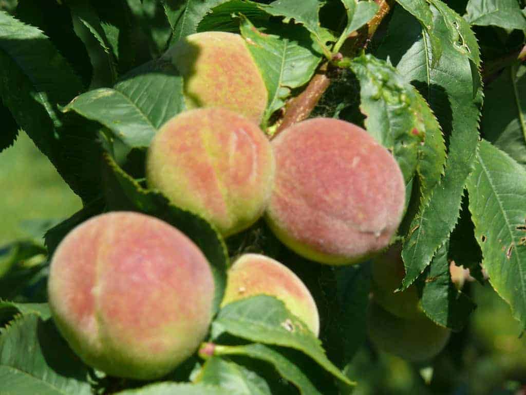 Peaches: Fragile and Frequently Sprayed
