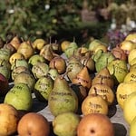Pears: Delicious but Not Clean