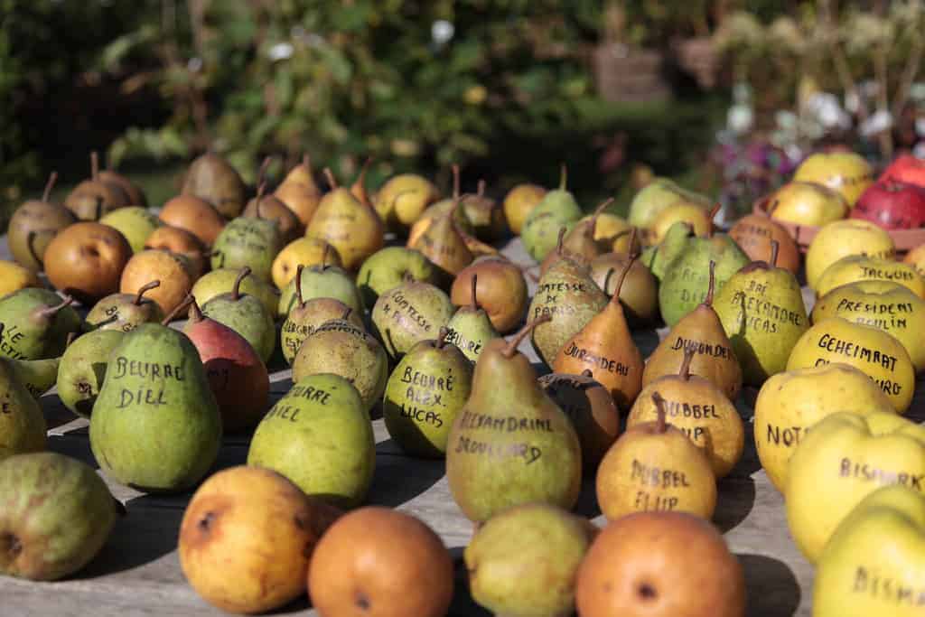 Pears: Delicious but Not Clean