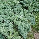 Kale: Superfood or Toxic Trend?