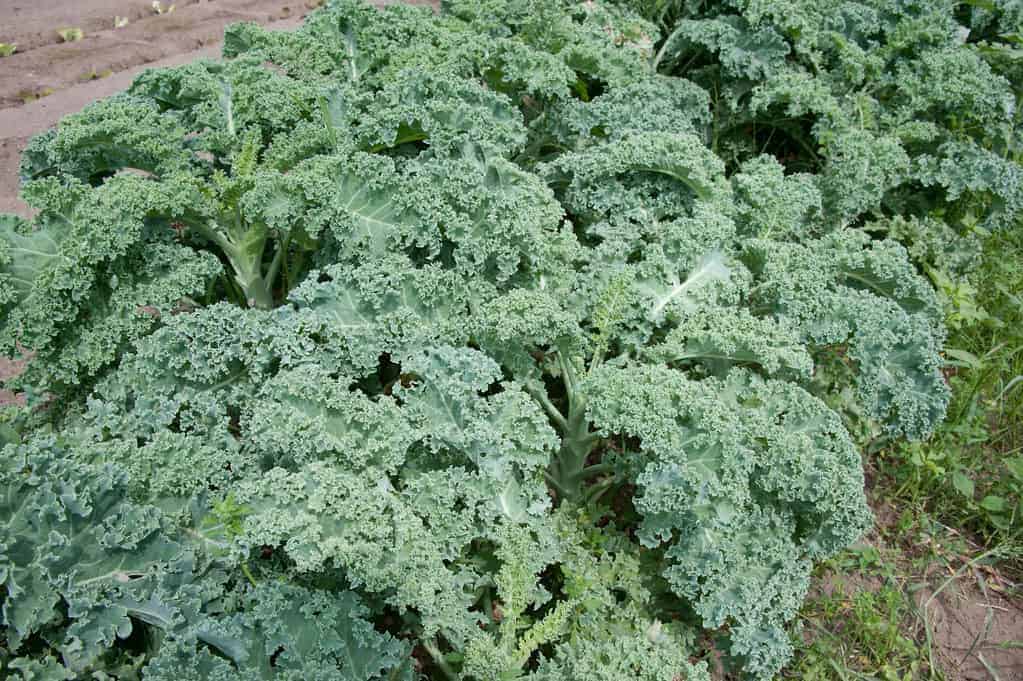 Kale: Superfood or Toxic Trend?