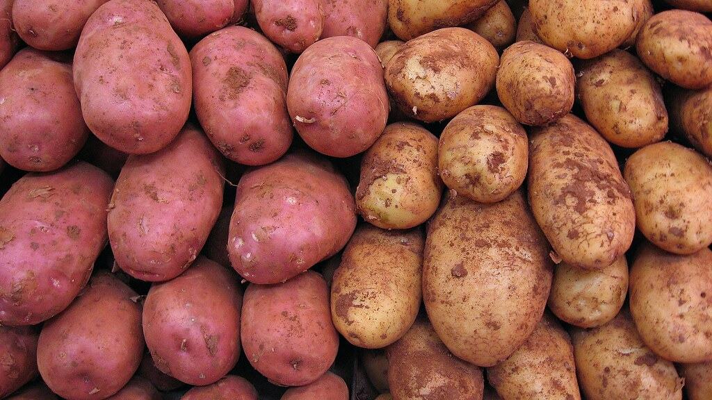 Potatoes: A Root Problem