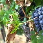 Grapes: A Cluster of Chemicals
