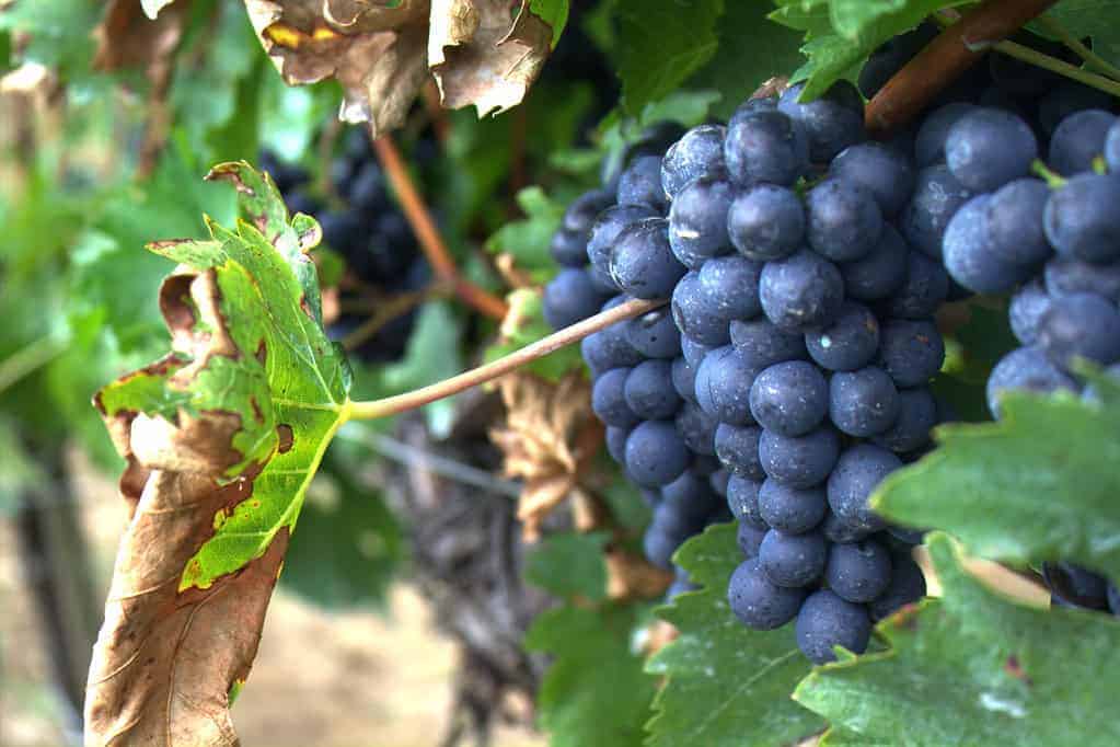 Grapes: A Cluster of Chemicals