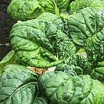 Vegetables