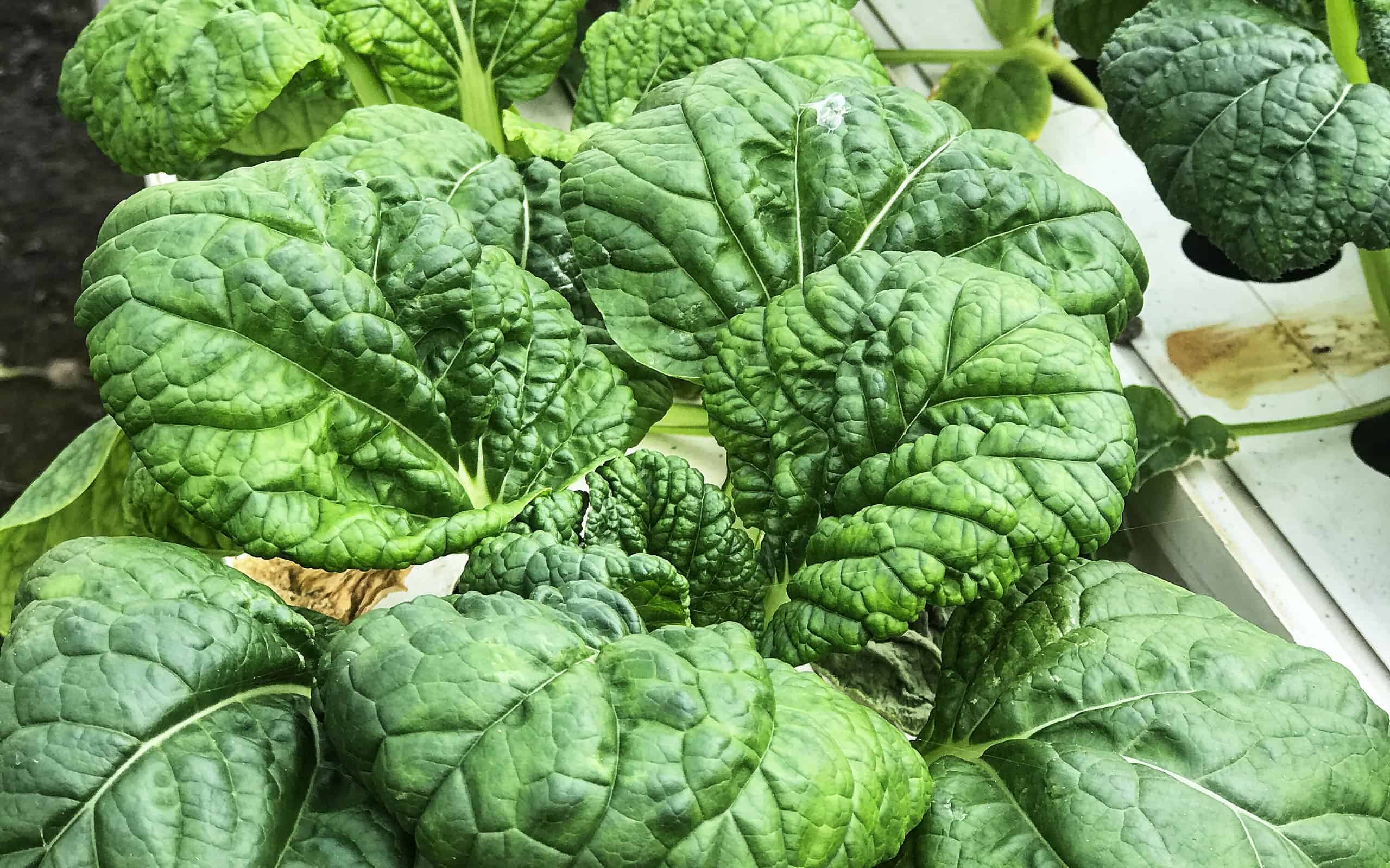 Vegetables