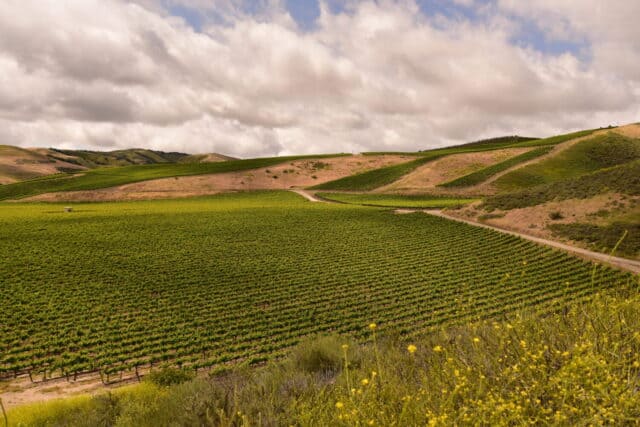 Vineyard and vines from wine country in California's central coast
