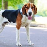 4. American Foxhound