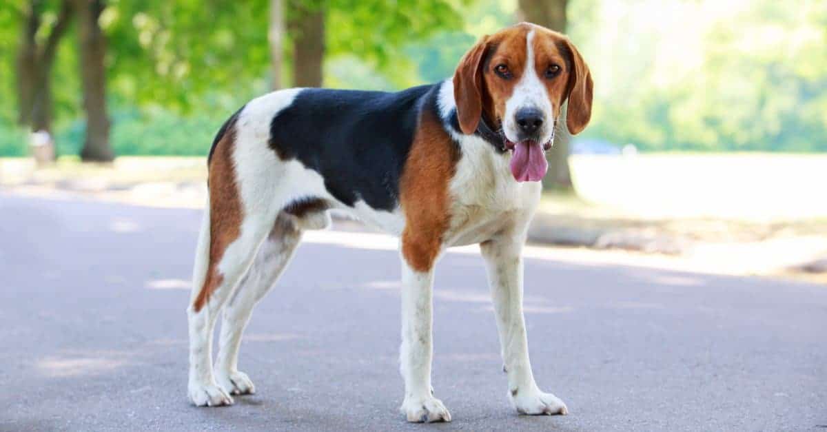 4. American Foxhound