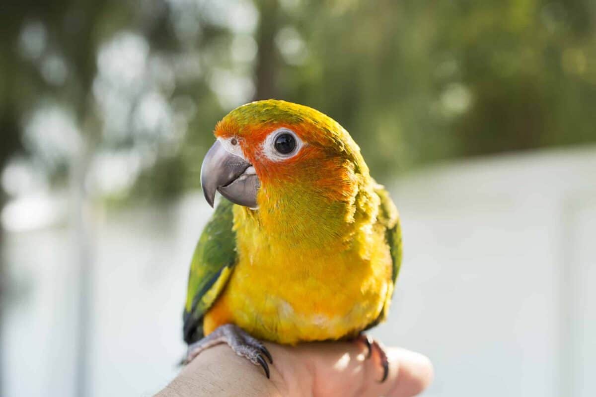Sun conure parrot