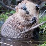 Beaver A**l Gland Secretions for Added Sweetness