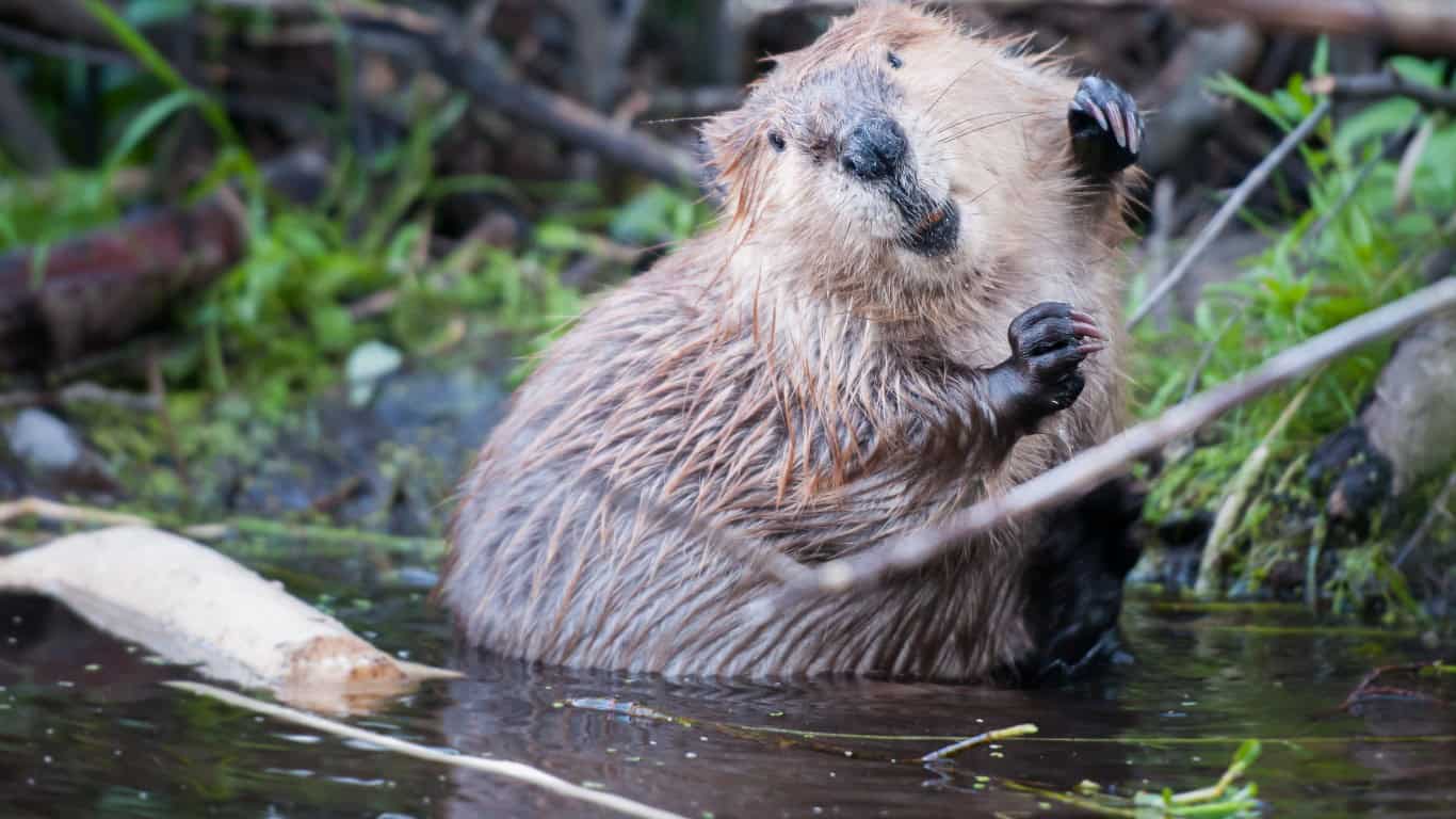 Beaver A**l Gland Secretions for Added Sweetness