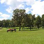 29. Marion County, Florida