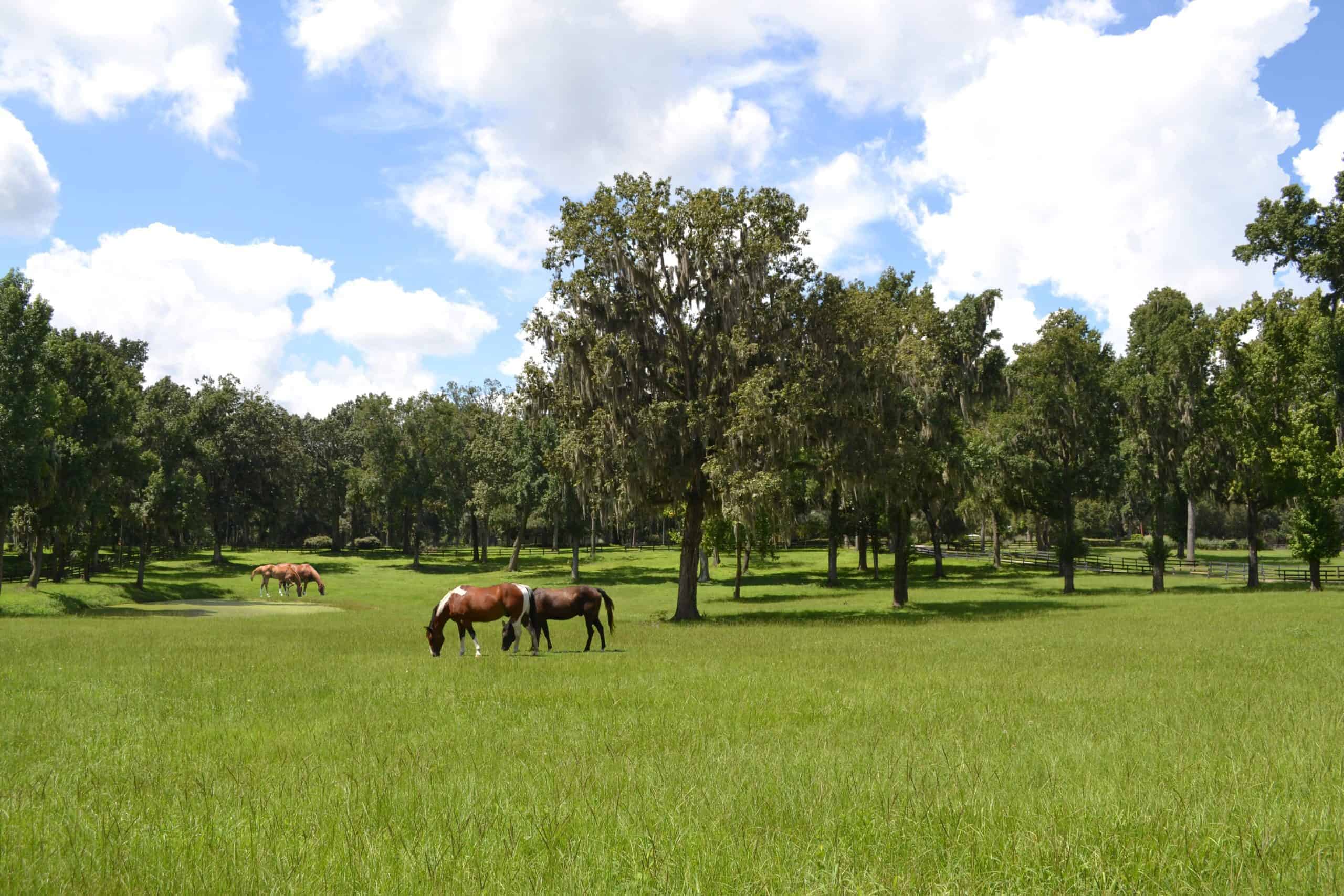 29. Marion County, Florida