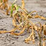 1. Southern/Midwestern Drought and Heatwave