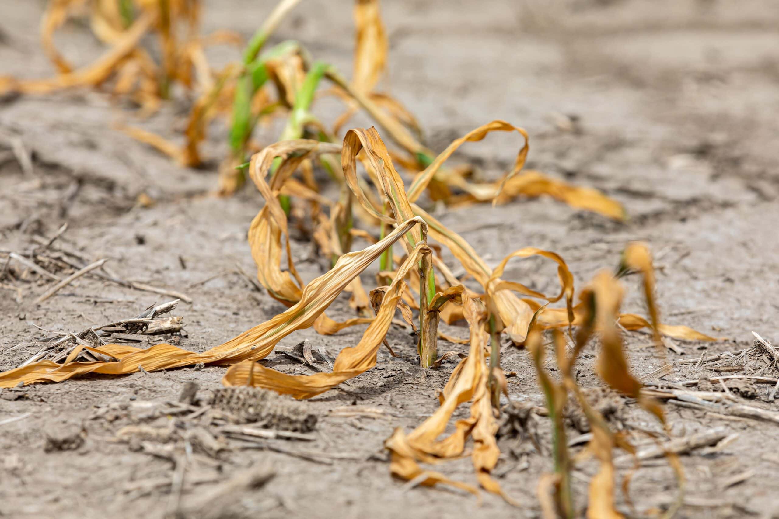 1. Southern/Midwestern Drought and Heatwave
