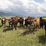 Burgers Often Contain Meat from 100 Different Cows