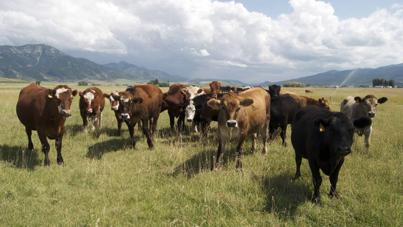 Burgers Often Contain Meat from 100 Different Cows