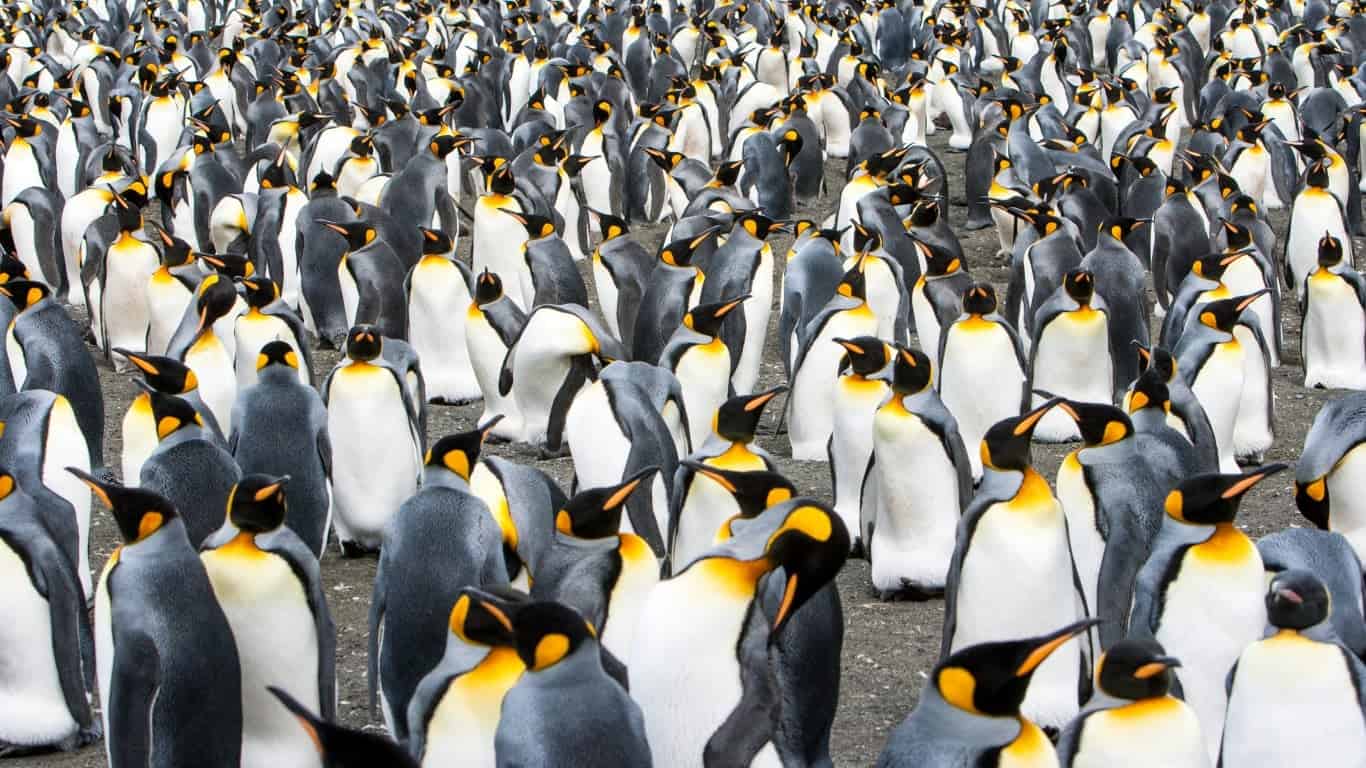 1. South Georgia Island