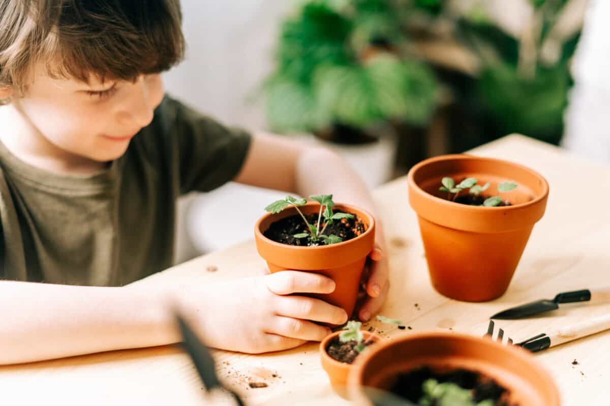 Child Kid boy gardener taking care and transplanting strawberries sprout plant into a new ceramic pot on the wooden table. Home gardening, love of houseplants. Spring time. Potted plants.