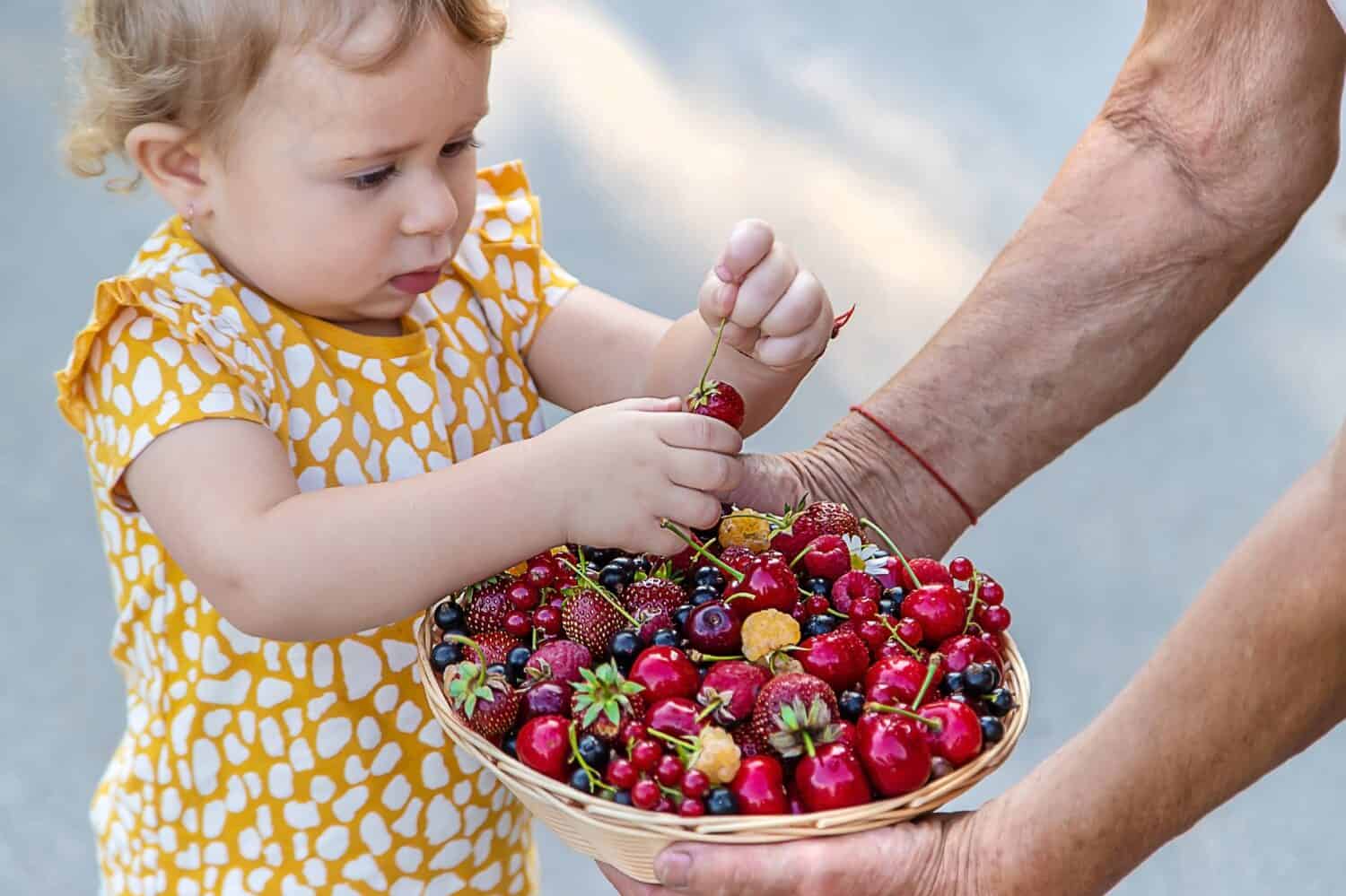 The child eats berries in the garden. Selective focus. Kid.