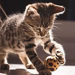7. Meow Meow