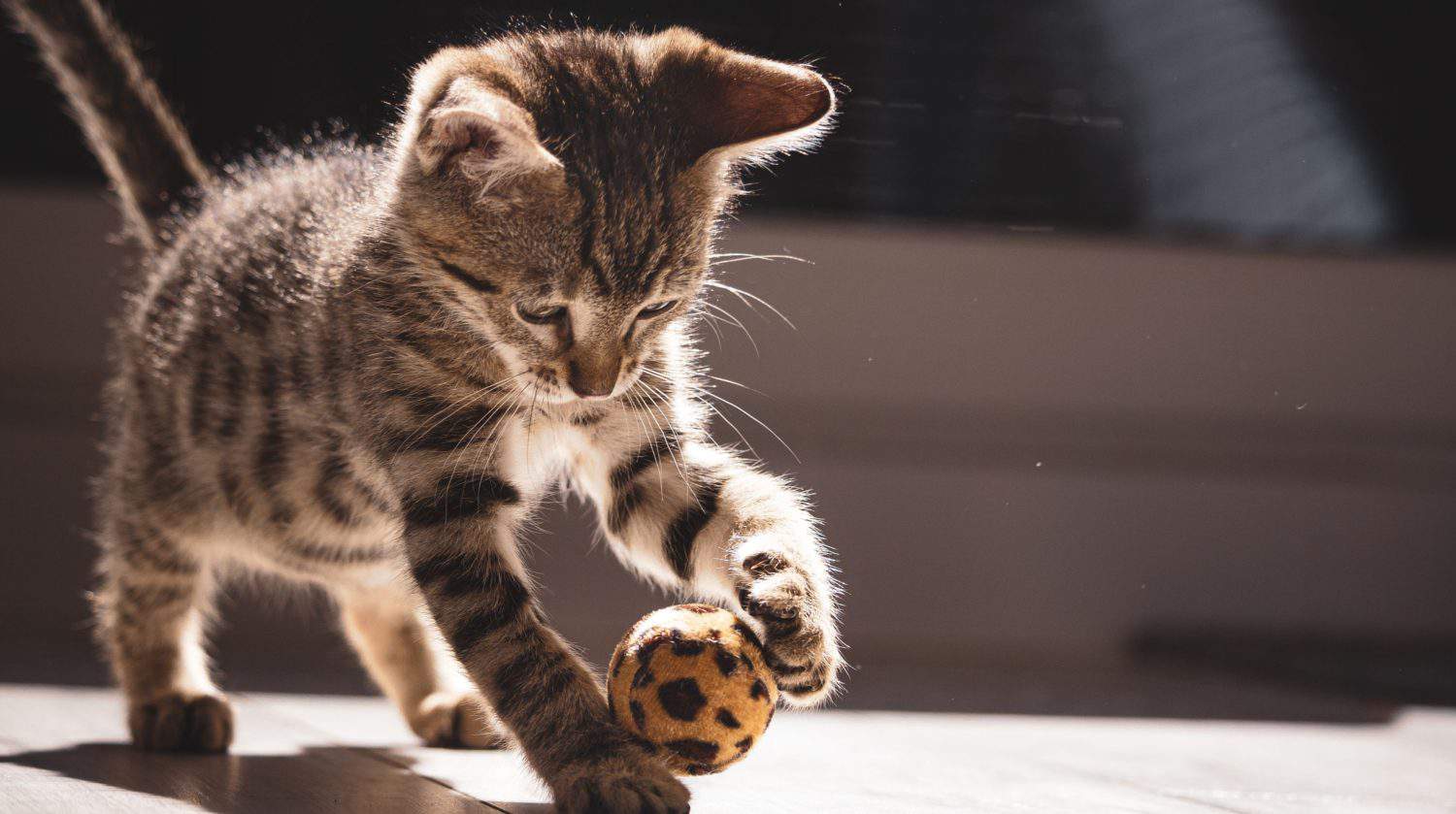 7. Meow Meow