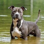5. American Staffordshire Terrier