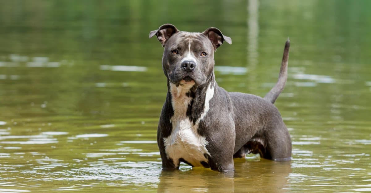 5. American Staffordshire Terrier