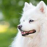 2. American Eskimo Dog