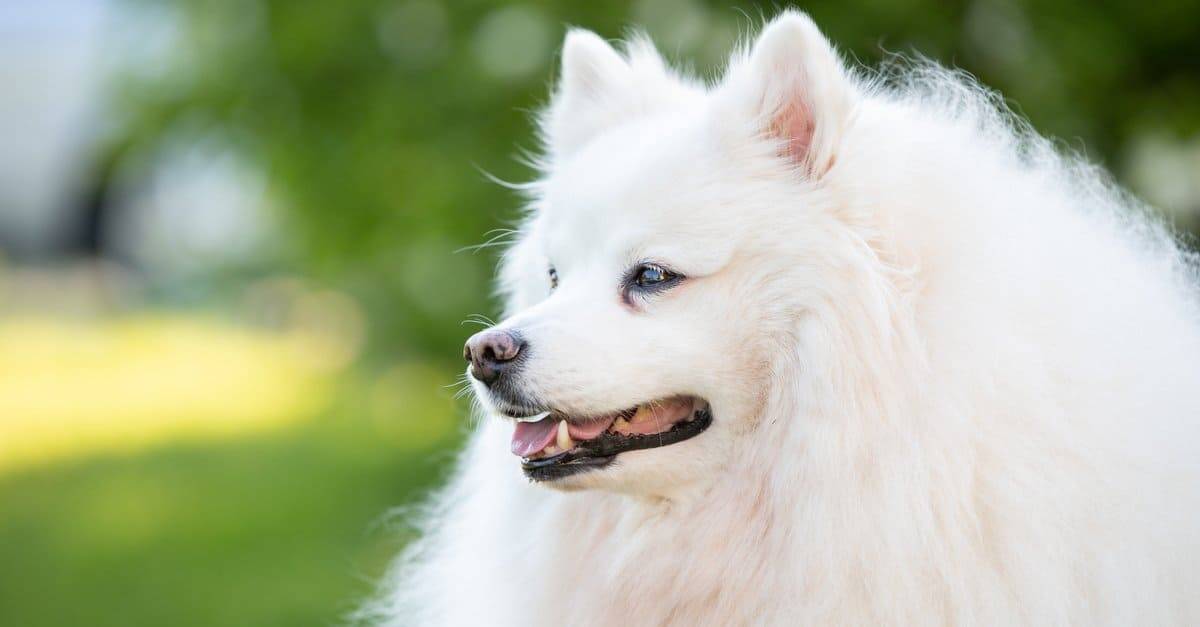 2. American Eskimo Dog