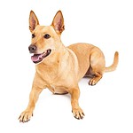 13. Carolina Dog