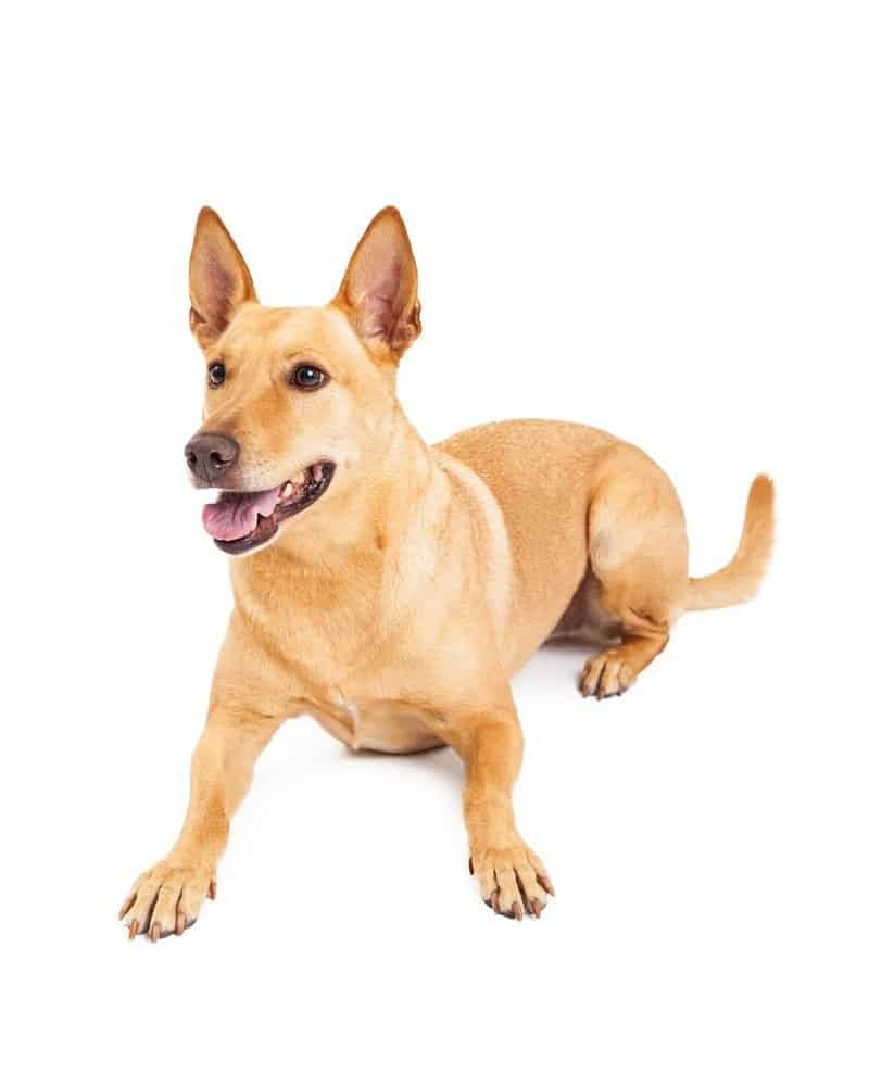 13. Carolina Dog